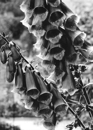 Roter Fingerhut - Digitalis purpurea L.