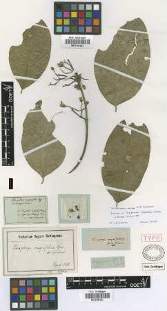 Tetrapterys magnifolia Griseb. [syntype]