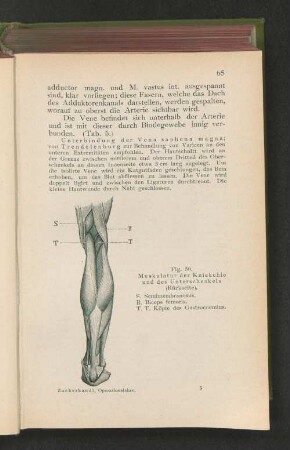 Fig. 50. Muskulatur der Kniekehle und des Unterschenkels (Rückseite).