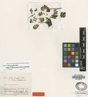 Ranunculus krapfia DC. ex Deless. var. lechleri (Schltdl.) Lourteig