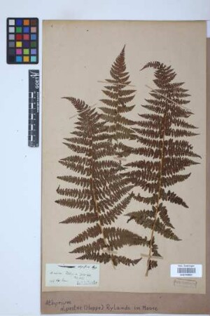 Athyrium alpestre (Hoppe) Rylands