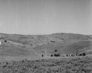 Viehherde : Eine Herde Kühe weidet im Valley of a Thousand Hills