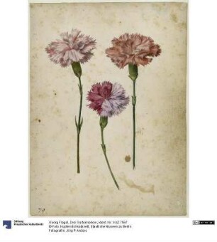Drei Gartennelken