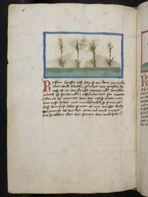 Getreidepflanze: Rysum (Oryza sativa / Poaceae) / Reis; (aus Konrads von Megenberg "Buch der Natur")