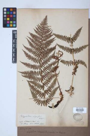 Athyrium alpestre (Hoppe) Rylands