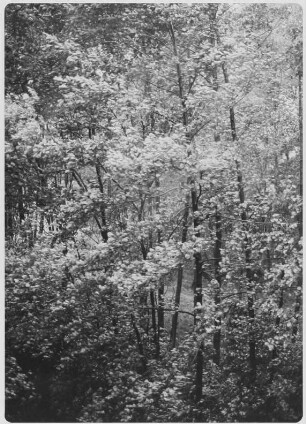 Laubwald