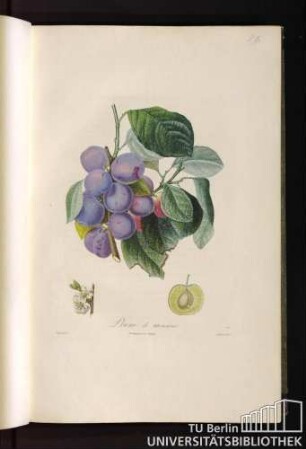 P. IX. Prune de monsieur.