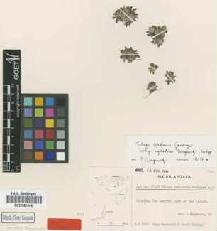 Filago cretensis Gand. subsp. cycladum Wagenitz[isotype]