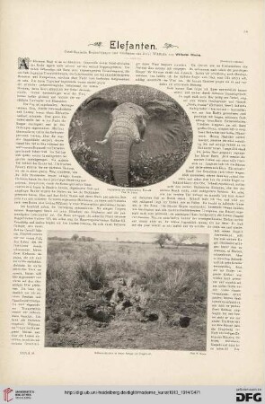 28: Elefanten : ostafrikanische Beobachtungen und Erlebnisse aus freier Wildbahn