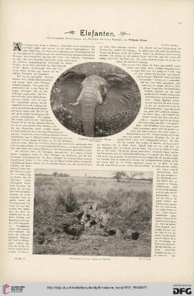 28: Elefanten : ostafrikanische Beobachtungen und Erlebnisse aus freier Wildbahn