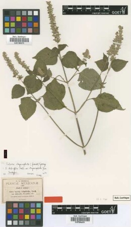 Salvia tiliifolia Vahl var. viliicaulis Fernald[type]