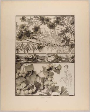 125. Füllungen und Borte aus Studentenblume, Sumachbaum, Tabak, Gingko mit Japanesin