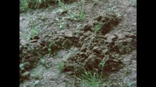 Talpa europaea (Talpidae) - Graben und Erdtransport