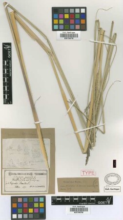 Panicum gynerioides (Griseb.) Pilg.