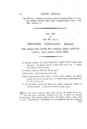 Tab. XIII. et Tab. XII. fig. 2. Testudo Tabulata.
