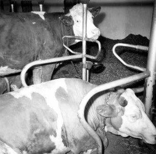 Anbindestall mit Kettenanhängung und Halbrahmen