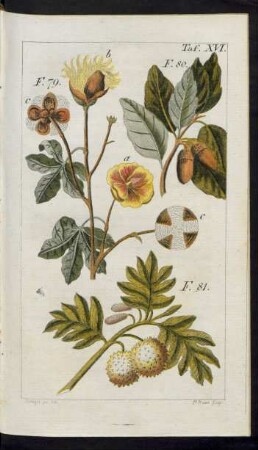 Taf. XVI. F. 79. - F. 81.