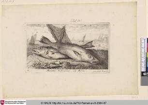 Merlanus. Aselli species, Le Merlan