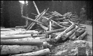 Valser Tal: Haufen von gefällten Baumstämmen