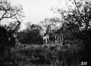 Giraffen : Giraffen in einer Savanne