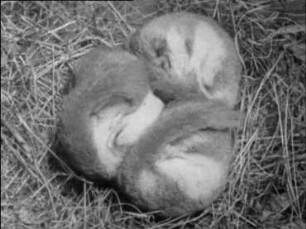 Glis glis (Gliridae) - Erwachen aus dem Winterschlaf