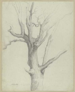 Kahler Baum