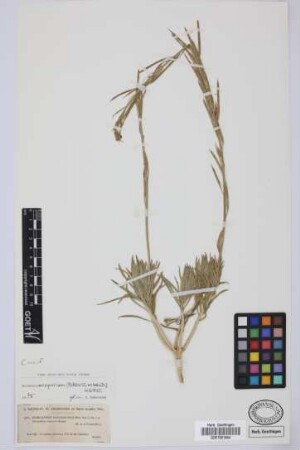 Erysimum scoparium (Brouss. ex Willd.) Wettst.