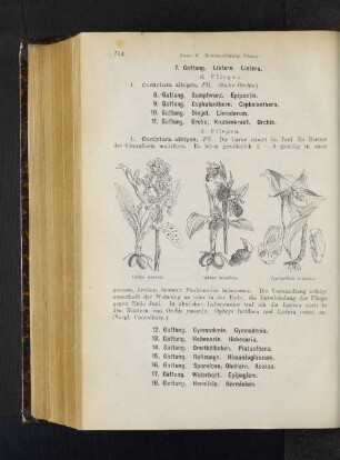 12. Gattung. Gymnadenie. Gymnadenia. 13. Gattung. Habenarie. Habenaria. 14. Gattung. Breitkölbchen. Platanthera. 15. Gattung. Rollzunge. Himantoglossum. 16. Gattung. Spornlose, Ohnhorn. Aceras. 17. Gattung. Widerbart. Epipogium. 18. Gattung. Herminie. Herminium.