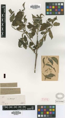 Croton hieronymi Griseb. [type]