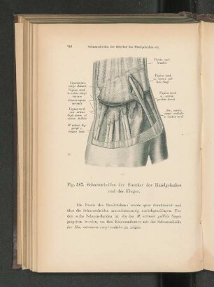Fig. 587. Sehnenscheiden der Strecker des Handgelenkes und der Finger.