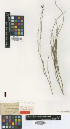 Psoralea glaucescens Eckl. & Zeyh. [type]