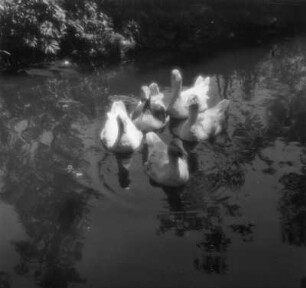 Gänse. Schwimmende Gänseschar