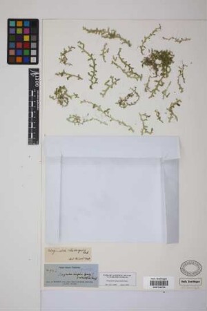 Selaginella plagiochila Baker