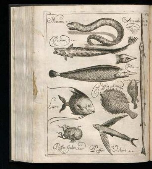 [Divers Poissons]