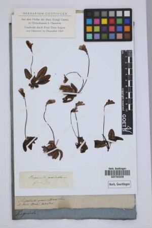 Pinguicula grandiflora Lam
