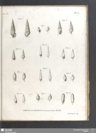 Coquilles fossiles des environs de Paris. PL. XII