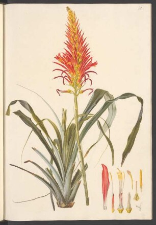 Pitcairnia latifolia, Blatt 22