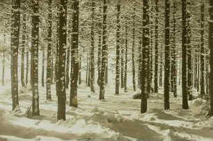 Schellerhau, Winterwald : Winterwald bei Schellerhau