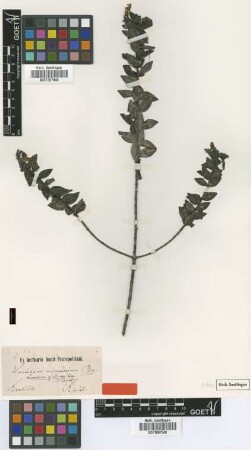 Lavoisiera glutinosa Cogn.