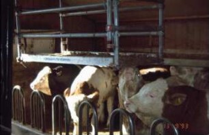 Fotografie: Wiegetechnik, Tierwaage, Bullenmast