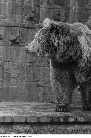 Braunbär : Braunbär im Zoo