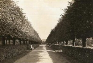 Parkallee : Allee im Schloss Veitshöchheim