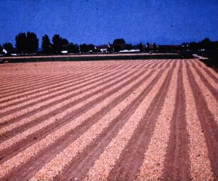 Fotografie: Gartenbautechnik-Freiland, Möhren, Radies, Sellerie, Zwiebel