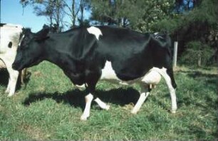 Fotografie: Tierproduktionsverfahren, Weidehaltung, Milchviehhaltung