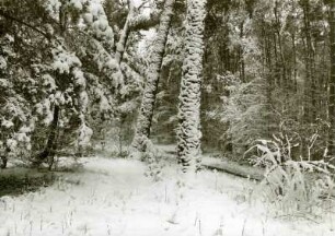 Waldfriedhof im Schnee