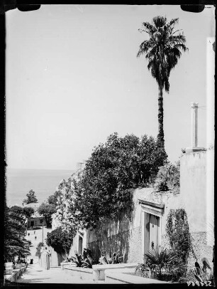 Dubrovnik, Oleander und Palmen an einer Treppenstraße