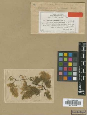 Homaliodendron squarrulosum M.Fleisch. fo. M.Fleisch. densirameum[type]