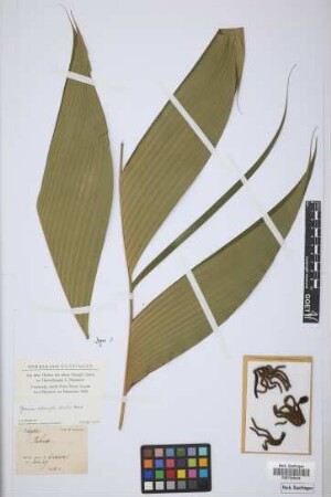 Geonoma interrupta (Ruiz & Pav.) Mart.