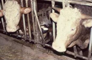 Fotografie: Milchviehhaltung, Anbindestall, Fressgitter, Fangfressgitter