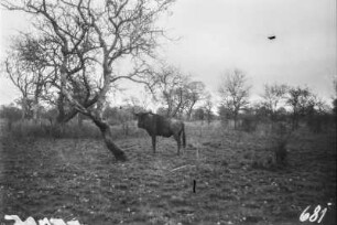 Gnu : Ein Gnu in Savannenlandschaft des Krüger-Nationalparkes